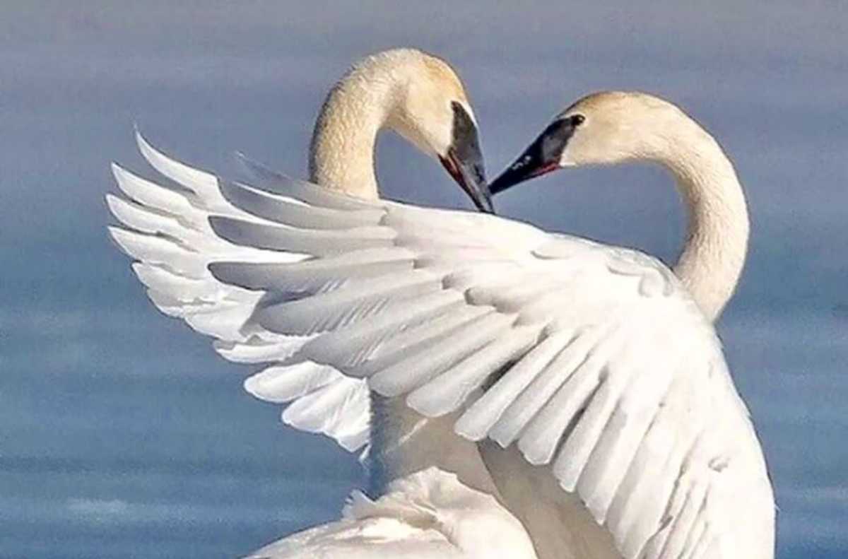 swan