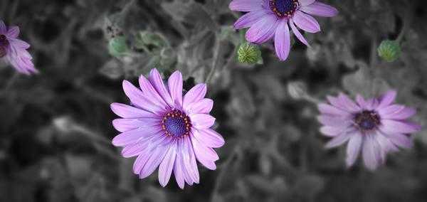 Αλέξιος Αντωνόπουλος