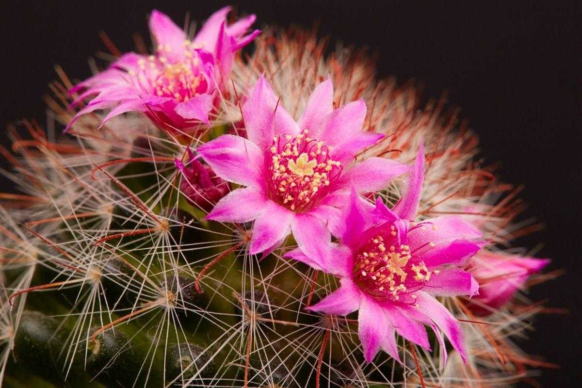 Cactus with red flowers