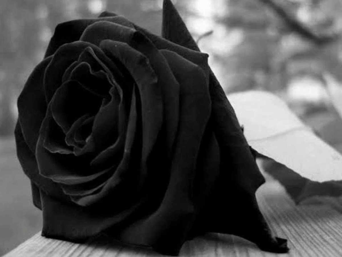 dark rose copy